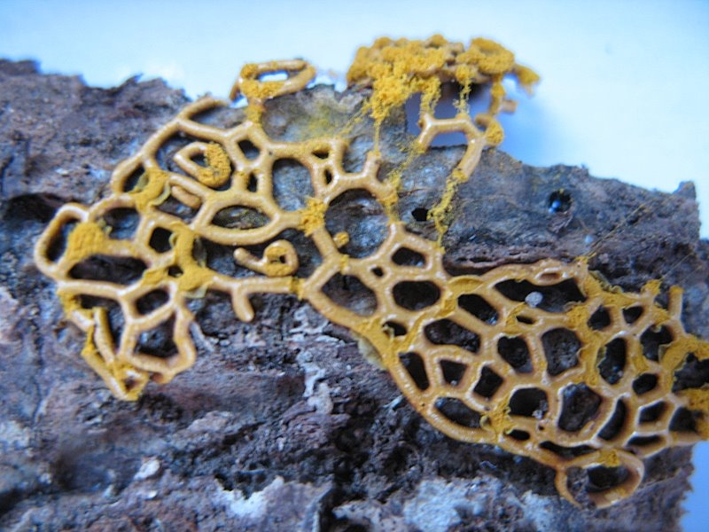 2008   Atelier myxo   Hemitrichia serpula 002